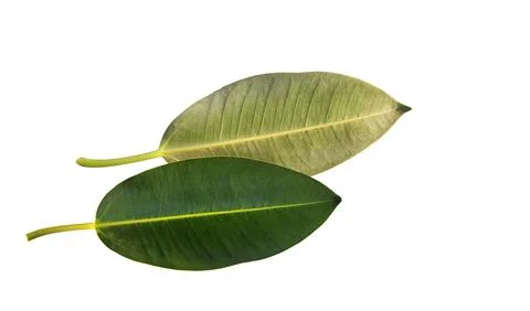 Leaves of the rubber fig tree Stock Photos