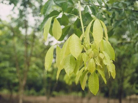 Leaves of rubber trees Stock Photos