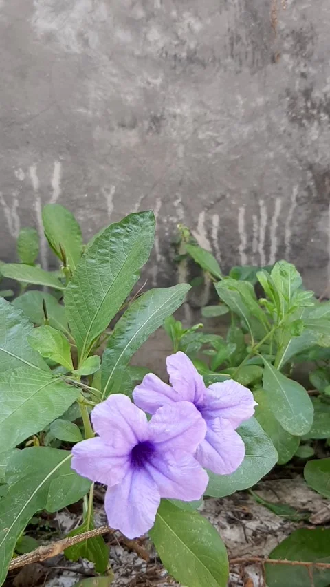 Leaves of Ruellia Stock Footage 243001820