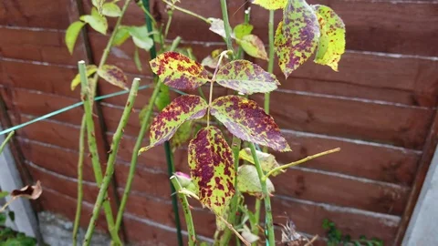 Leaves with rust spot Stock Footage 113424364