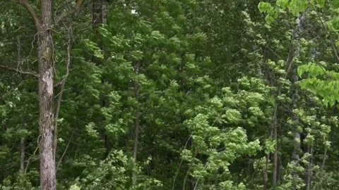 Leaves rustling on the branches as the wind blows through the trees. Stock Footage 273517691