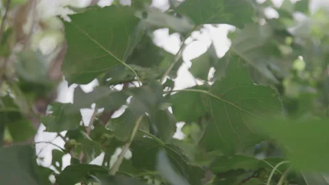 Leaves Rustling in Breeze Stock Footage 208759532