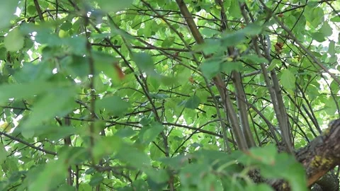 Leaves rustling in a tree on a sunny day Stock Footage 343160318