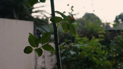 Leaves rustling in the wind and rain and the sound of rain drops on a corrugated Stock Footage 240191121