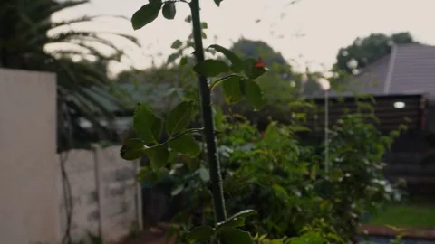 Leaves rustling in the wind and rain and the sound of rain drops on a corrugated Stock Footage 240191122
