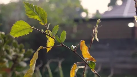 Leaves rustling in the wind and rain and the sound of rain drops on a corrugated Stock Footage 240191125
