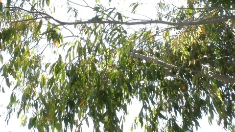 Leaves Rustling In The Wind Stock Footage 94980548