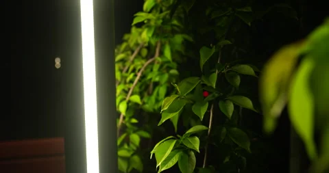 Leaves rustling in the wind 動画素材 241117298