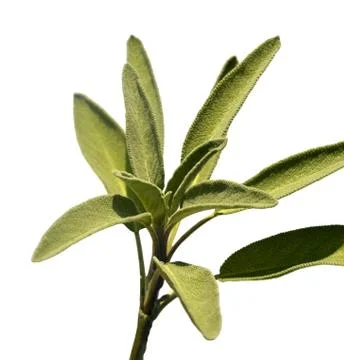 Leaves sage tea Stock Photos