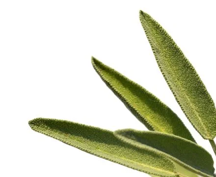Leaves sage tea Stock Photos