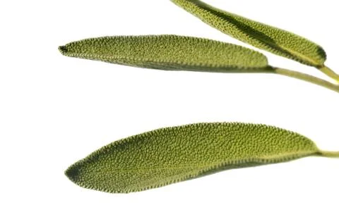 Leaves sage tea Stock Photos