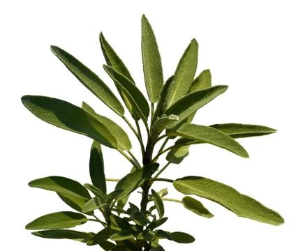 Leaves sage tea Stock Photos