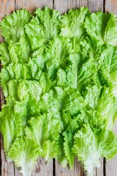 Leaves of salad Stock Photos