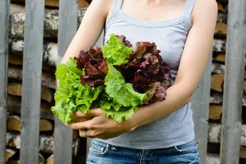 Leaves of salad Stock Photos