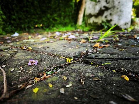 Leaves scattered under the tree Foto stock