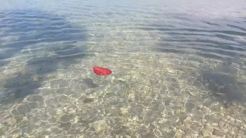 Leaves on the sea Stock-Footage 276693784