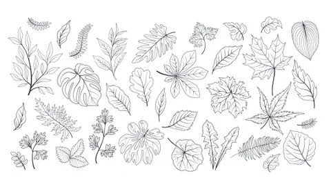 Leaves set. Different plant leaf herb floral nature sketch collection. Stock Illustration