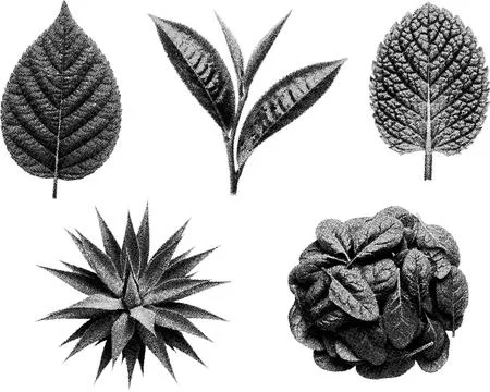 Leaves set including green tea, aloe vera, spinach and other botanicals iso.. Stock Illustration