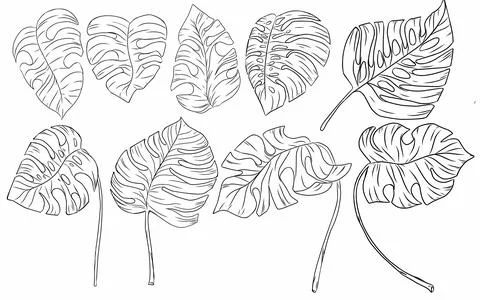 Leaves set line art Stock Photos
