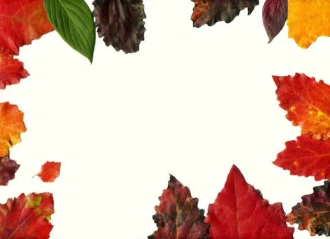 Leaves set mock up on white background for decoration design template. Beauti Fotos de archivo