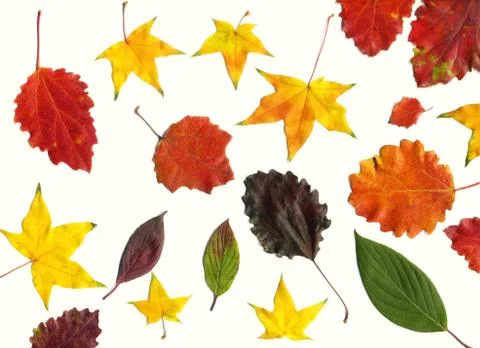 Leaves set mock up on white background for decoration design template. Beauti Fotos de archivo