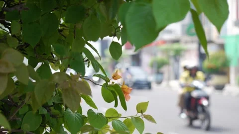 Leaves shade of trees side of road Bandung city passed by traffic Stock Footage 309237982