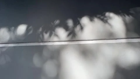 Leaves shadow Stock Footage 325831899