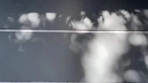 Leaves shadow Stock Footage 325831913