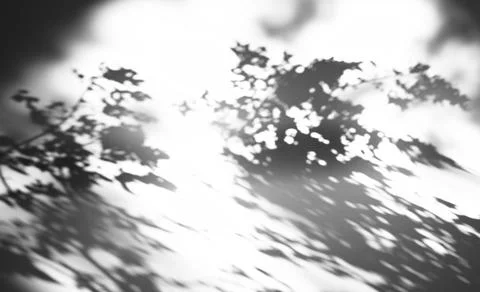 Leaves shadow gobo lighting. Window light background design element Stock Photos