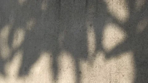 Leaves Shadow on Raw Concrete Wall Texture Background. Stock Footage 134011226