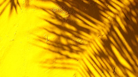 Leaves  shadow on the wall , Chiangmai province Thailand. Stock-Footage 242564653