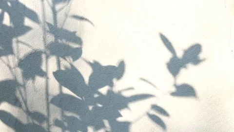 Leaves shadow on the wall  Stock-Footage 83372215