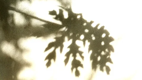 Leaves shadow on the wall  Stock-Footage 83404753