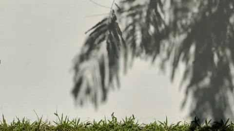 Leaves shadow on the wall Video stock 252885238