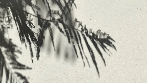 Leaves shadow on the wall Stock Footage 252885414