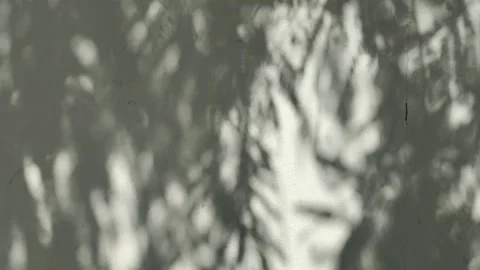 Leaves shadow on the wall Video stock 252885556