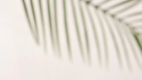 Leaves shadow on white wall effect background Stock Footage 245156145