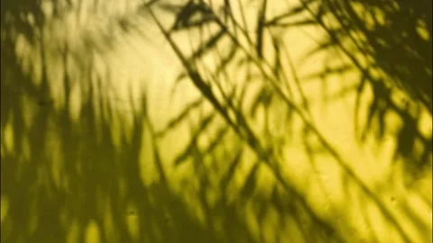 Leaves shadow3 Stock-Footage 334119222