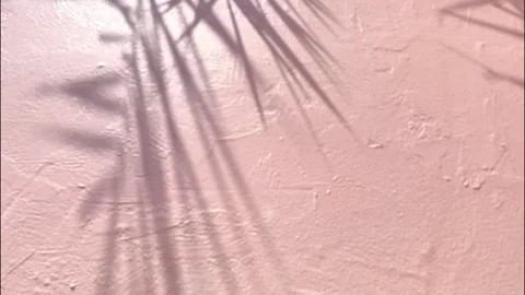 Leaves shadow4 Stock Footage 334119221