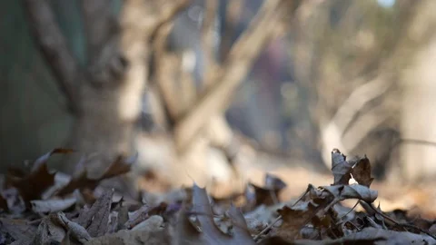 Leaves in the shadows Stock Footage 122486598