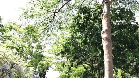 Leaves on The Shady Trees Stock Footage 320820957
