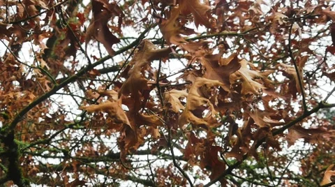 Leaves shaking violently Video stock 44386895