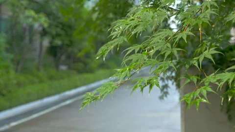 Leaves shaking in the wind after the rain Stock Footage 86405464