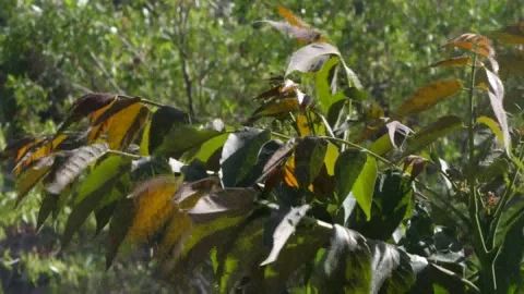Leaves shaking in the wind Stockbeeldmateriaal 153947842