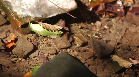 Leaves in a shallow Stream Stock Footage 31584283