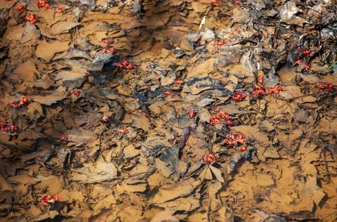 Leaves in a Shallow Stream Stock Photos