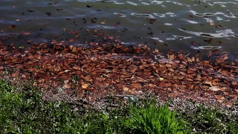 Leaves in the shallows of the lake Stock Footage 270238284