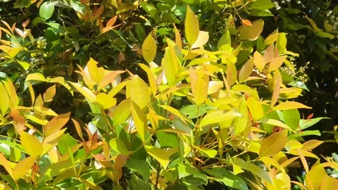 Leaves on the side of the road 스톡 동영상 337938798
