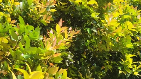 Leaves on the side of the road Vidéo 337938801