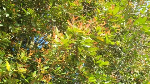 Leaves on the side of the road Видео 337938918